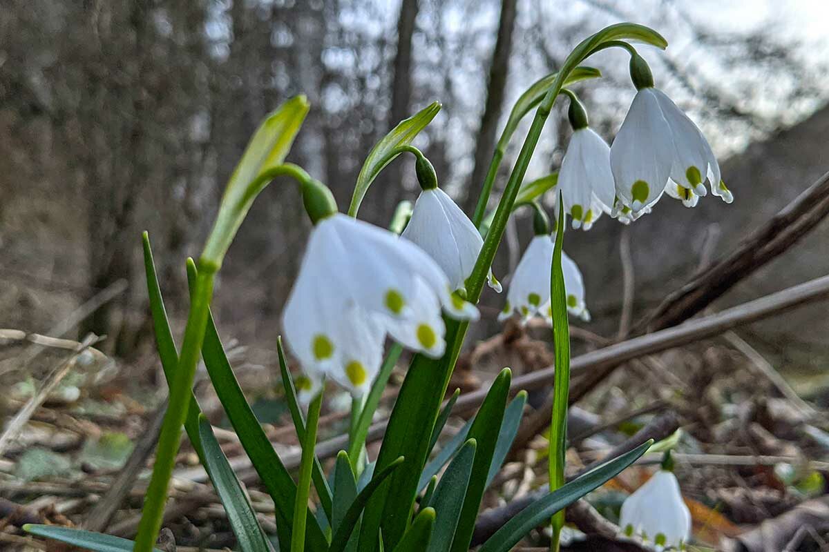 Märzenbecher