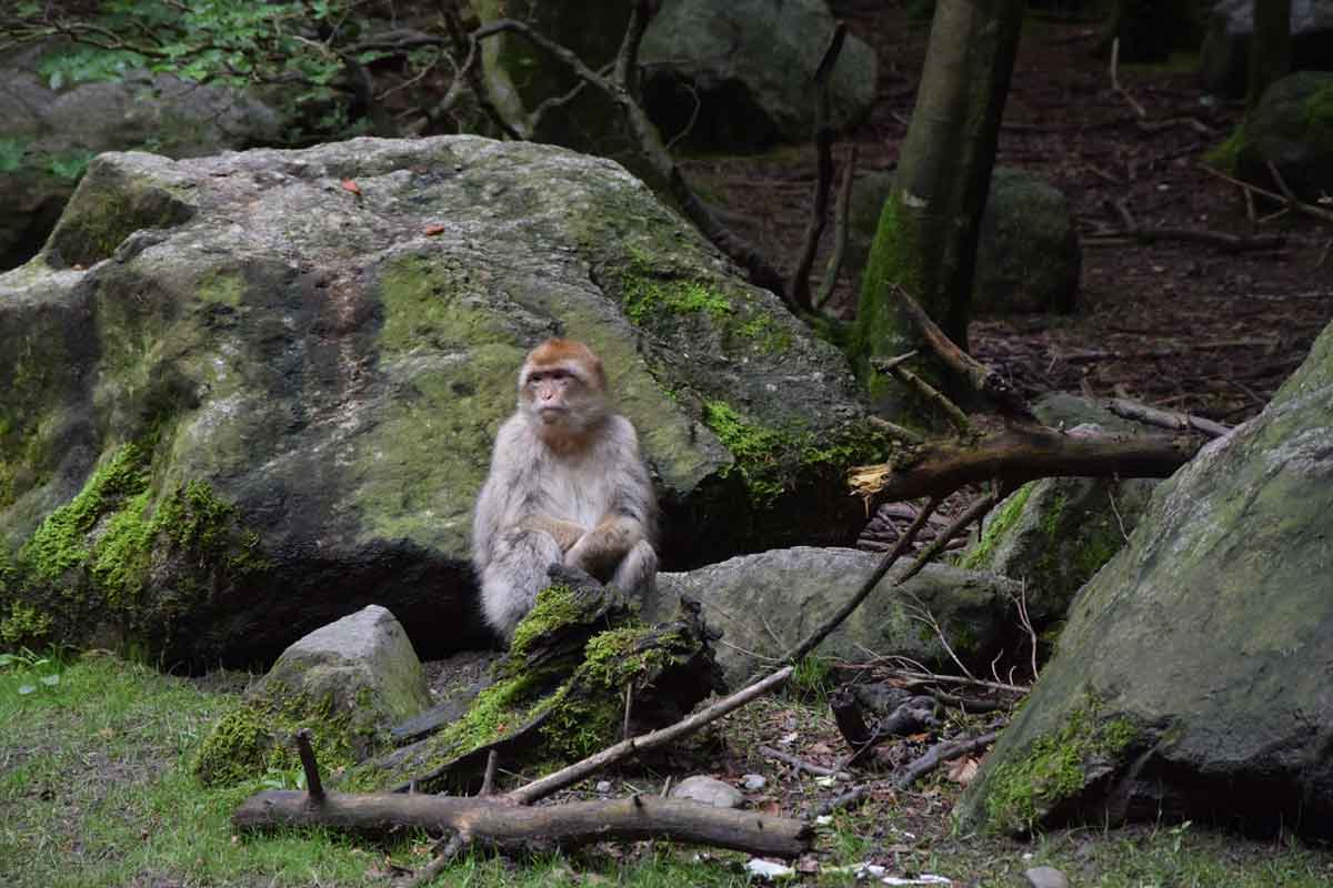 Affe auf Felsen auf dem Affenberg bei Salem