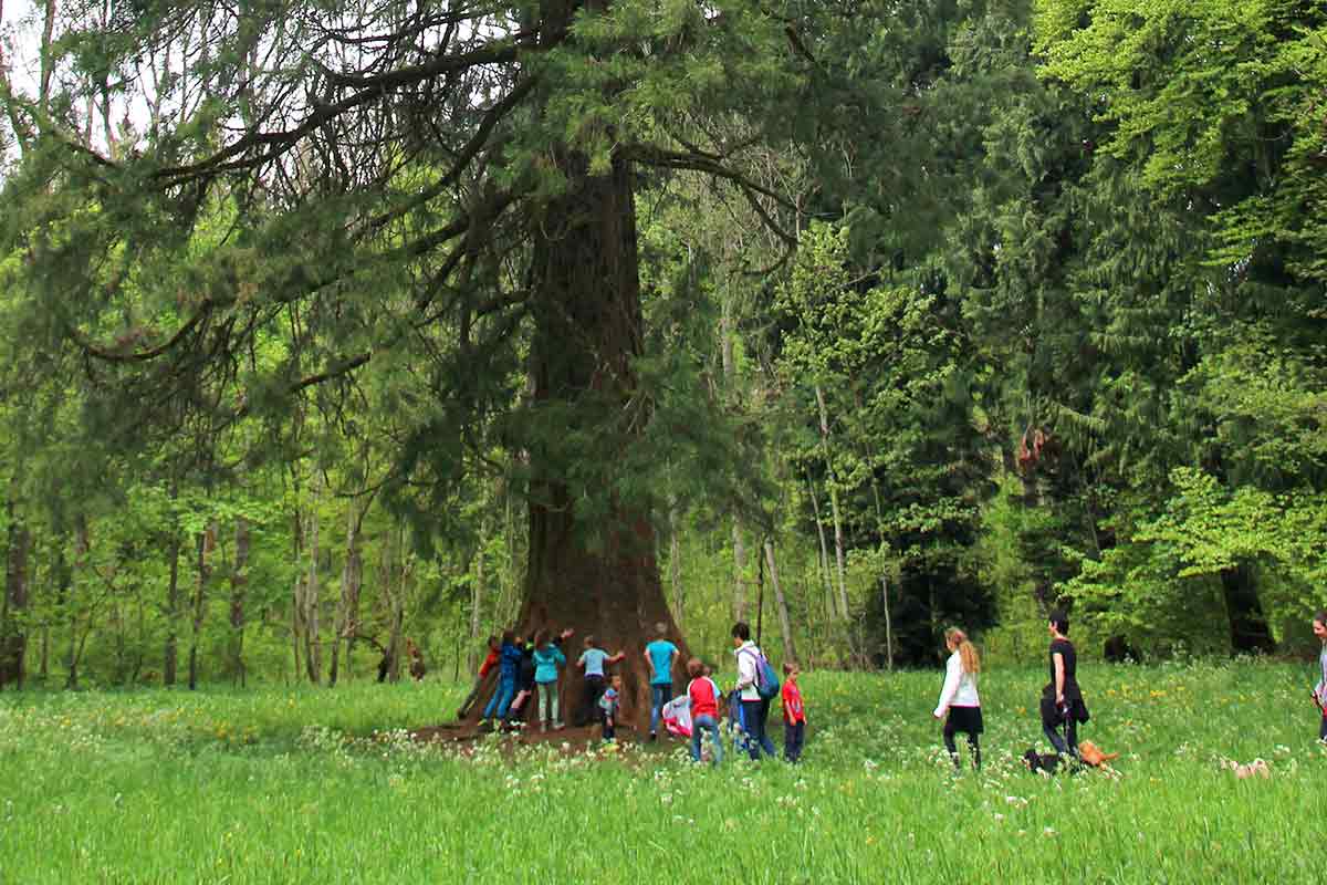 Kinder umarmen Mammutbaum in Tuttlingen
