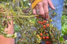 Johannis-Tomaten Pfaffenwinkel