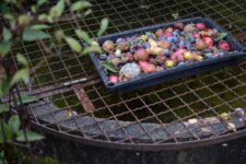 Pfaffenweinkel Obst für Wespen
