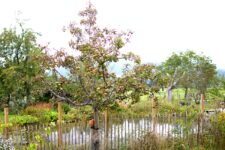 Apfelreich Baum am Teich