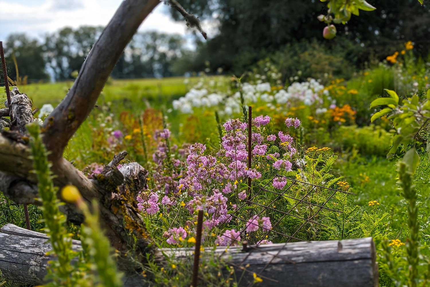 Pfaffenwinkel Wildgarten II