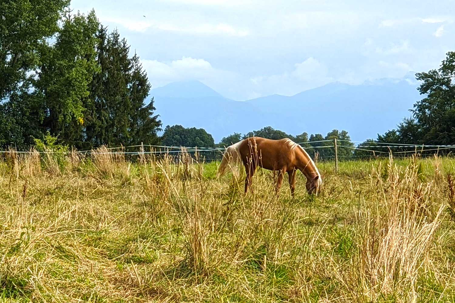 Pferd mit Alpenblick im Pfaffenwinkel