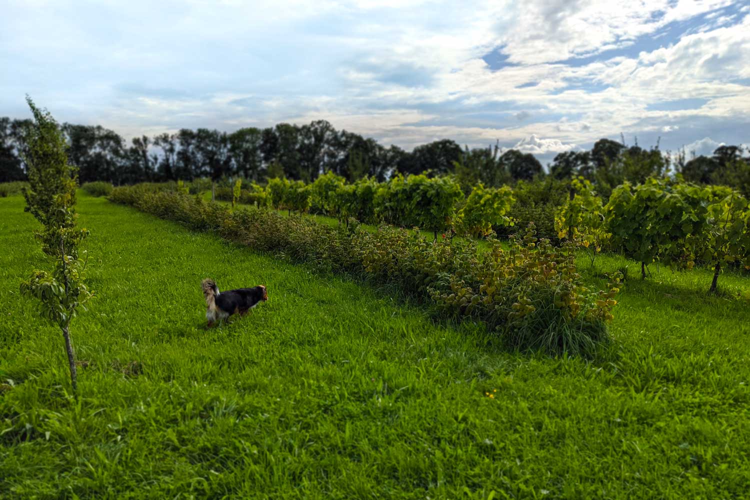 Obstplantage im Paradieshof