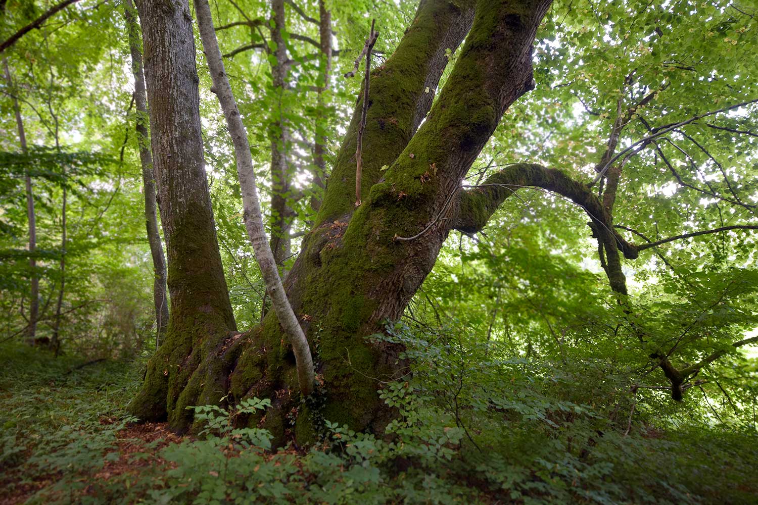 Bernrieder Park Baum