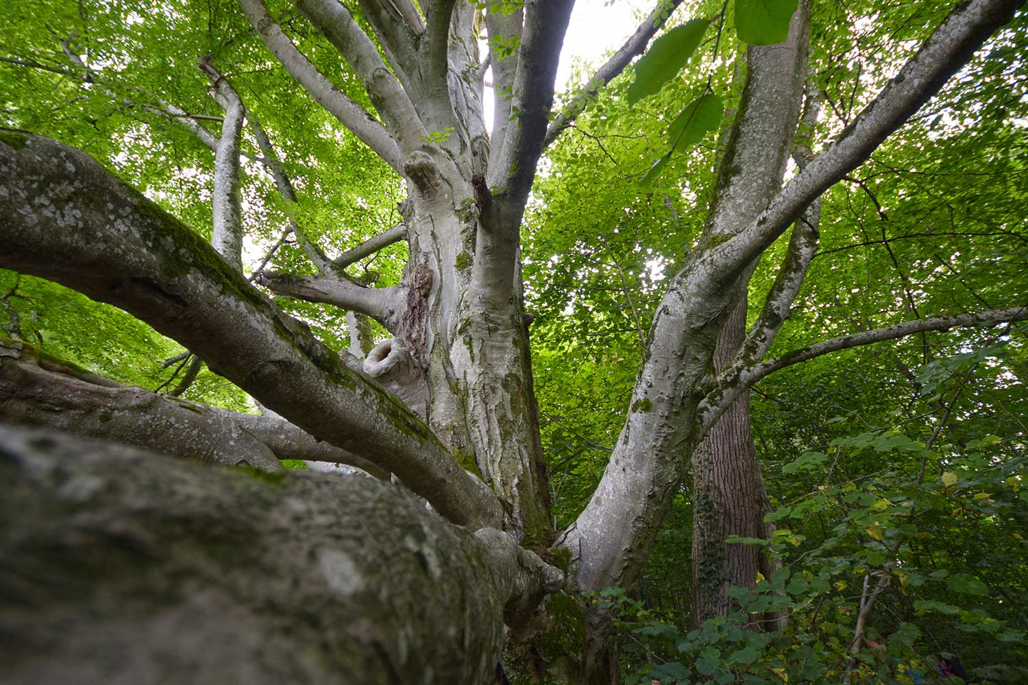 Busch-Woods-Stiftung