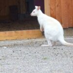 Zwergkänguru
