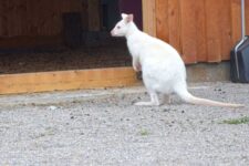 Zwergkänguru