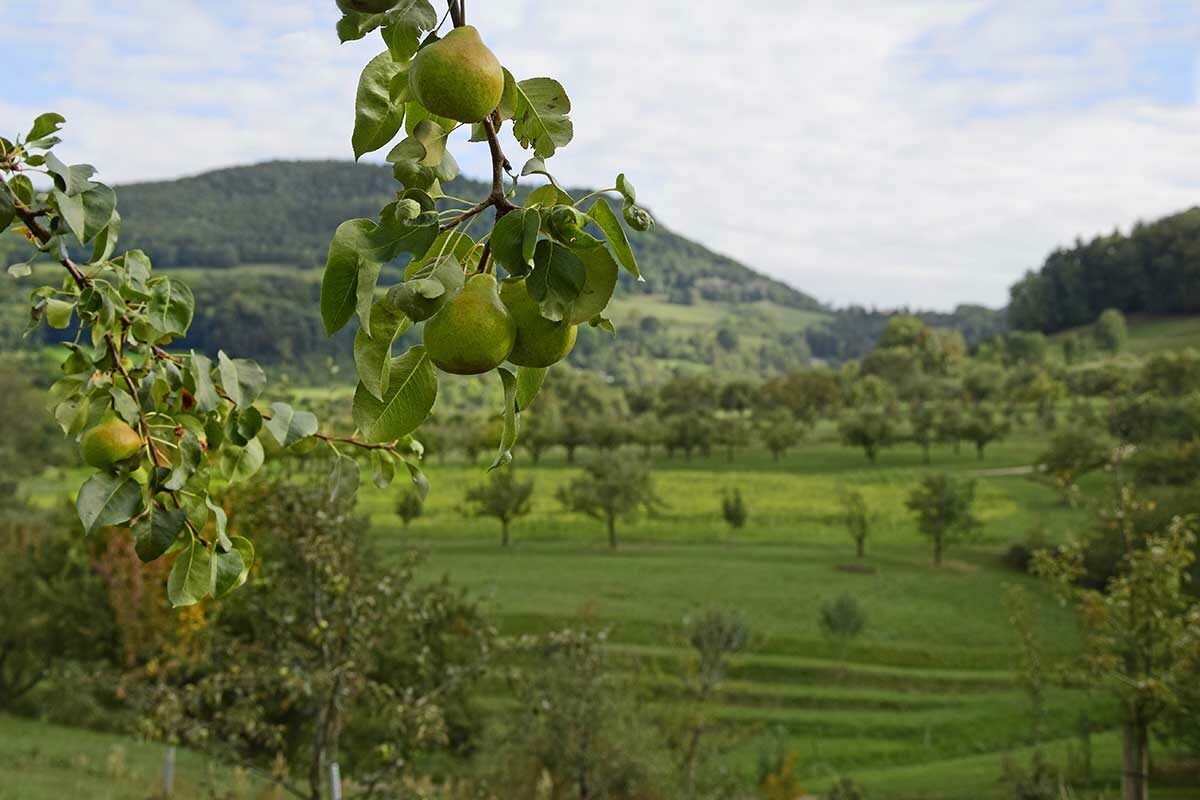 Genusswelten im Schwäbsichen Streuobstparadies