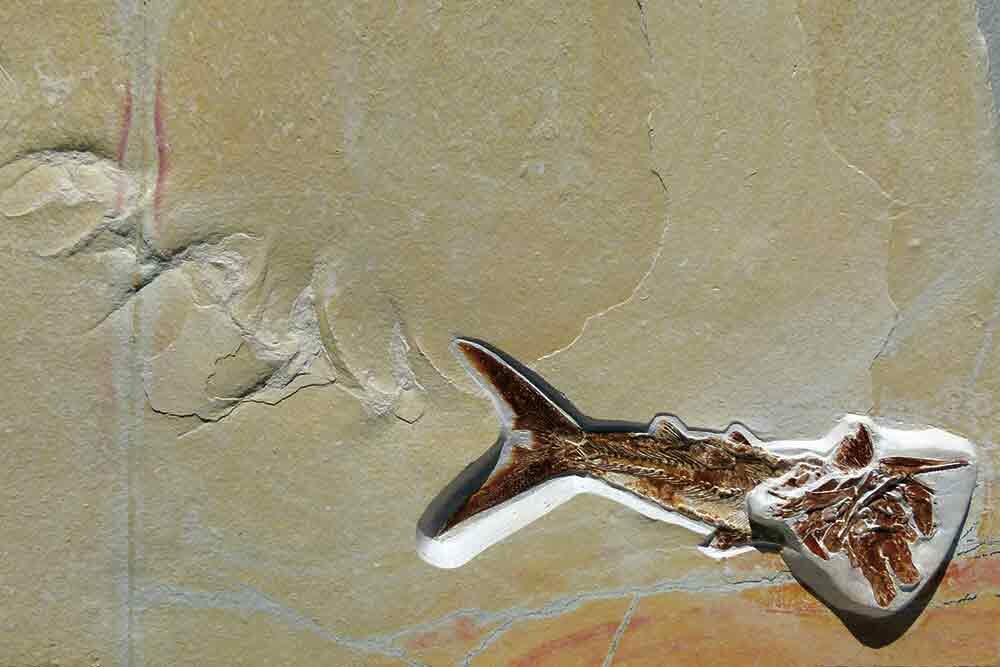 Fisch mit Todesspur aus dem Steinbruch in Nusplingen