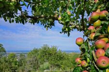 Streuobst-Äpfel am Wanderweg