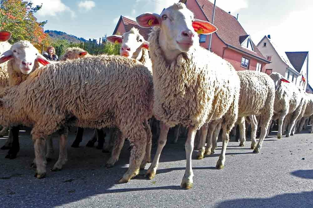 Schafe in Denkingen beim Almabtrieb