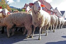Schafe in Denkingen beim Almabtrieb
