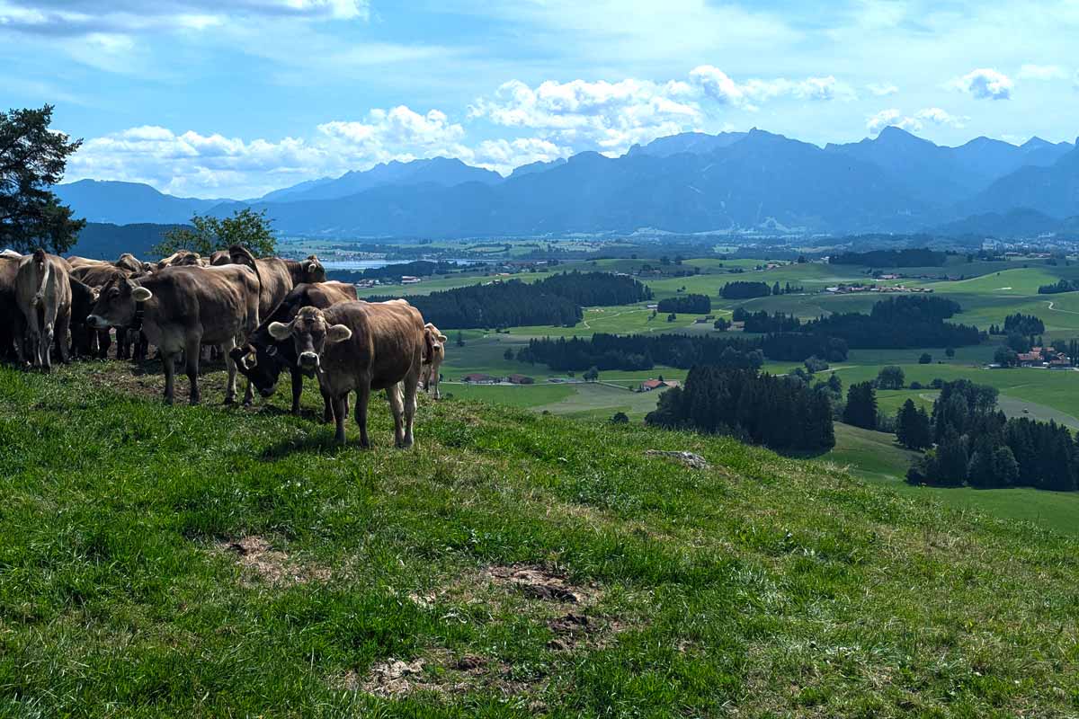 Alpenpanorama mit Kühen 