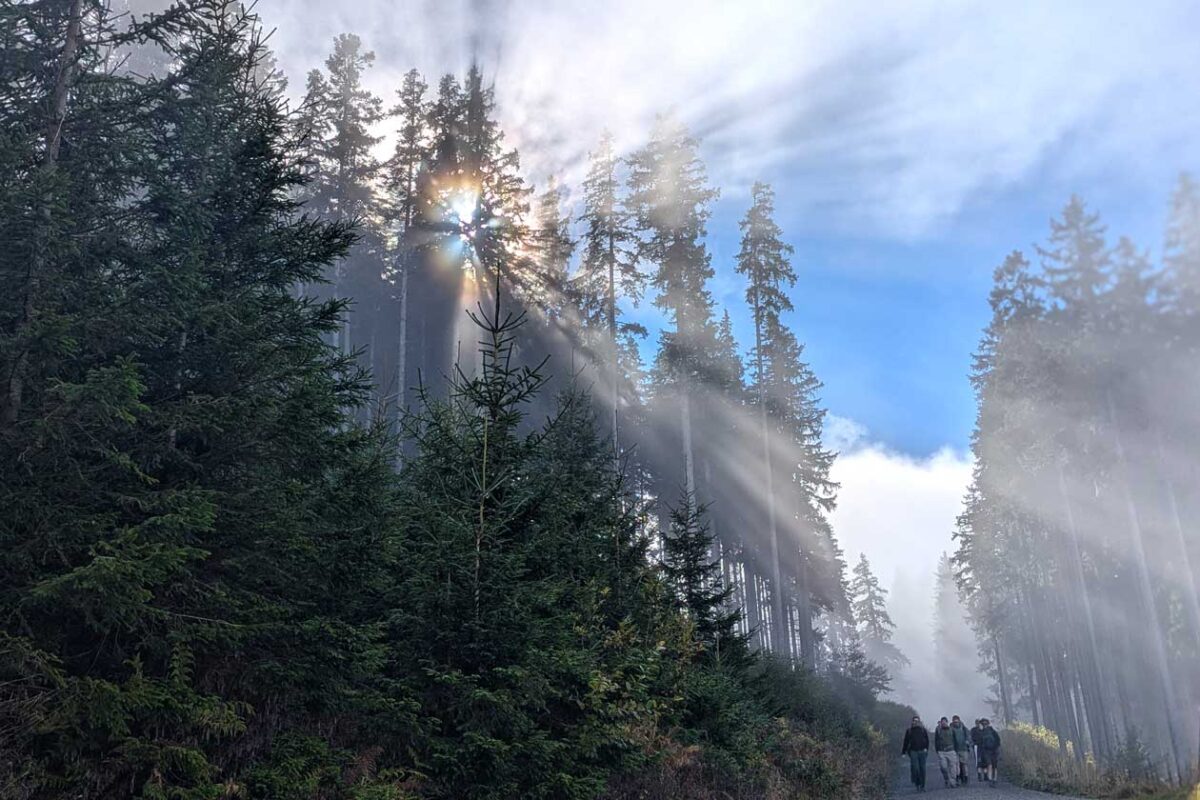 Sonne und Nebel im Wald auf der Königsalpenroute