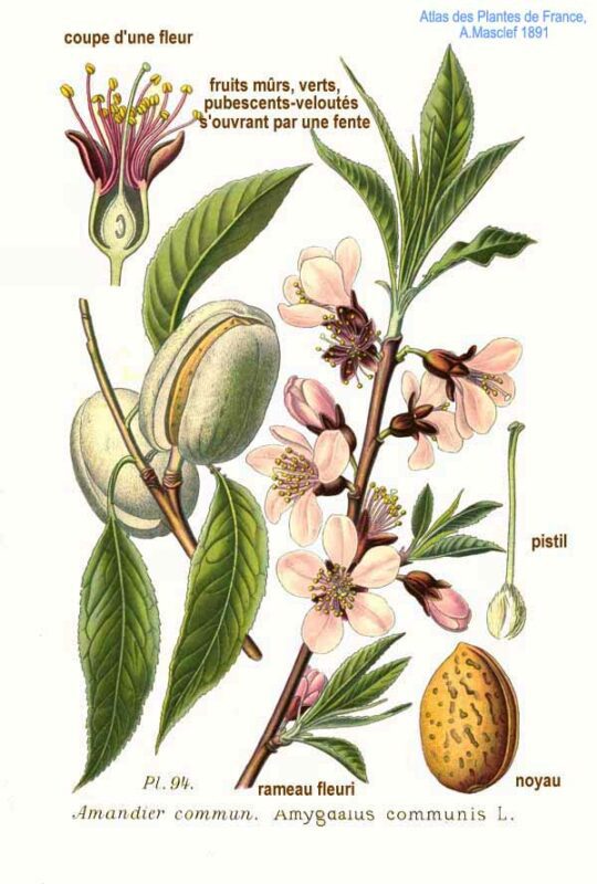 Illustration mit Mandelpflanze
