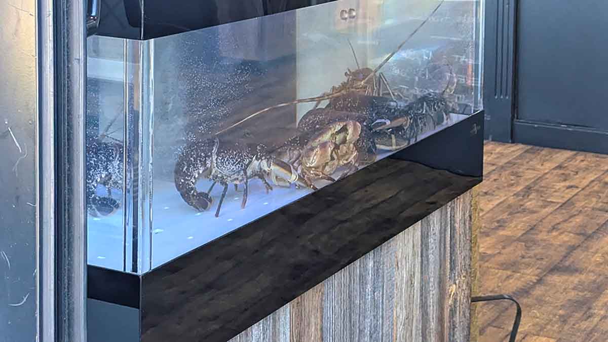 Aquarium mit großen Krustentieren