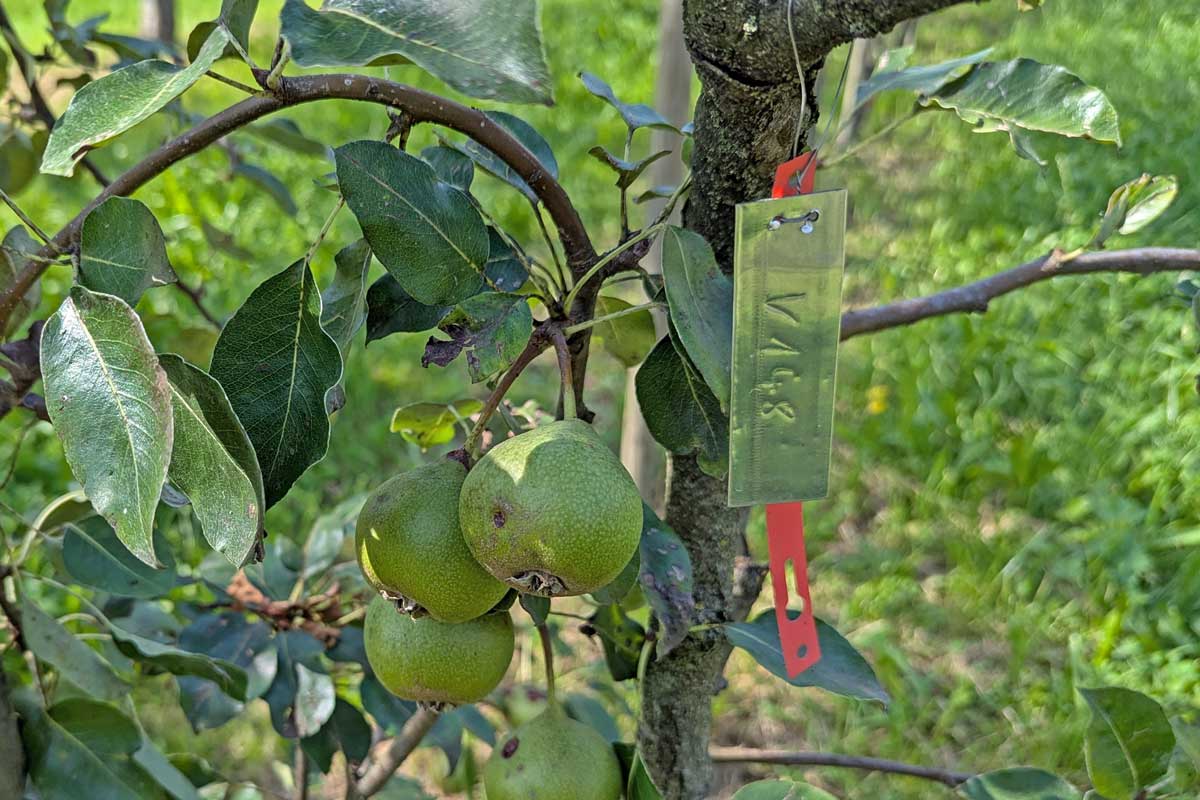 Birne mit Kennzeichnung