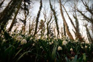 Wanderungen zur Märzenbecher-Blüte im Donautal und auf der Schwäbischen Alb