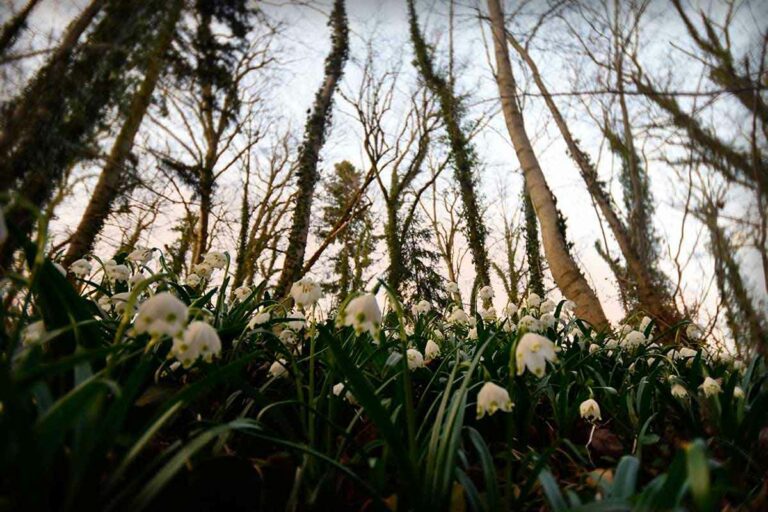 Märzenbecherblüte an der Donau