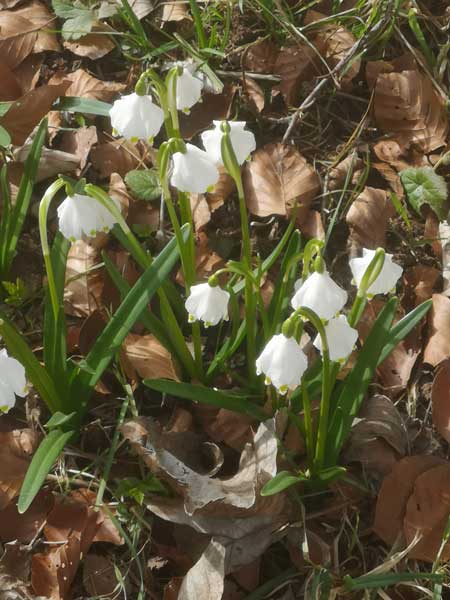 Märzenbecher im Lautertal