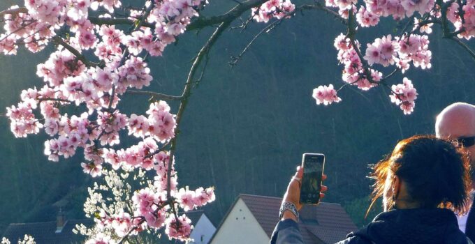 Frau mit Smartphone vor Mandelblüten auf Mandelblüstenfest