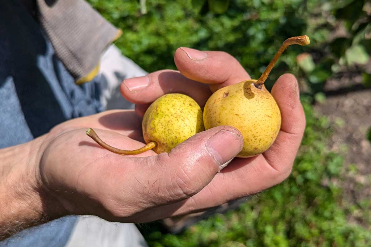 Zwei Birnen in einer Hand