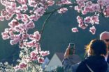 Frau mit Smartphone vor Mandelblüten auf Mandelblüstenfest